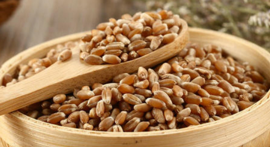为什么冬小麦磨的粉比春小麦好吃(为什么冬小麦磨的粉比春小麦好吃呢)